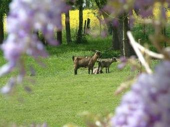 Gite Maison Prairie Bonheur