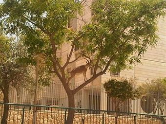 Hotel Ramon Suites
