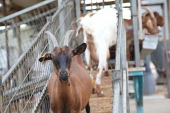 Agroturismo Naot Farm