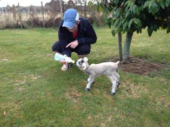 Hostal Ruapehu Country Lodge