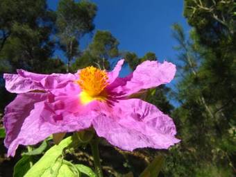 Agroturismo Alojamientos Rurales Cortijo Las Golondrinas
