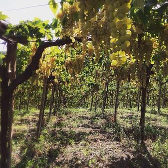 Bed & Breakfast Casa La Farfalla Bianca