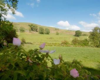 Cae Hir Cottage