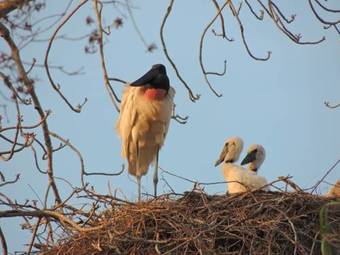 Agroturismo Ref�gio Ecol�gico Arara�na