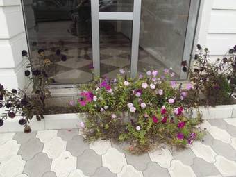 Hostal White Hotel