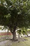 Hotel Bay Tree Broadstairs