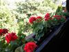 Apartment In Fonyod/balaton 18602