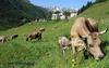 Chalet Stella Alpina - Hotel And Wellness