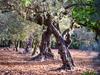 Holiday Home Finca Bisserot