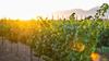 Hotel El Cielo Winery & Resort, By Karisma
