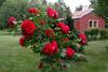 Pullap�� Holiday Center