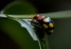 Lodge Tambopata Research Center