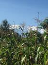 Matriarchhill Home Stay