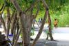 Hostal Rip Tide Vacation Inn, K.guraidhoo