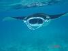 Hostal Whale Shark Inn