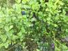 Lillstuga Str�mma