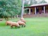 Hostal Pousada Aguaraguazu