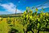 Agroturismo Agriturismo Il Canterino