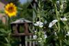 Apartamento G�steh�user Anni Ehrndorfer
