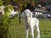 Agroturismo Hansenhof