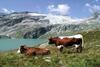 Hostal Pension Stubachblick