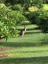 The Frangipani Farm