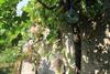 Holiday House Lastovo - 8289