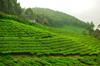 Munnar Valley View