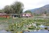 New Shamus Maqbool Group Of Houseboat