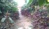 Dreams Homestay