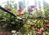 Hostal Tih A O Guest House & Home Stay