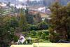 Ooty Boulevard