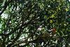 Hotel Wayanad Wild - Cgh Earth