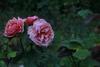 Bed & Breakfast Vemmetofte Pr�steg�rd