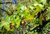 Bed & Breakfast Island View Villa
