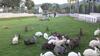 Hotel Tanaosri & Creekside Resort