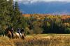 Hotel Omni Mount Washington Resort