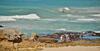 De Hoop Collection