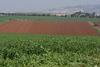 Bed & Breakfast Yaffe Bagilboa