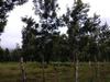 Hotel Singaras Coffee Country