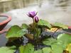 Shreegandha Homestay