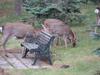 Dom Lesnika Holiday Park