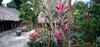 Family Homestay