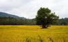 Pepper Vines Homestay