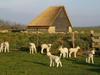 Luxury Villa In Texel With Private Garden
