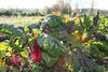 Quinta De S�o Jo�o