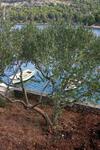 Apartments By The Sea Bobovisca Na Moru, Brac - 5682