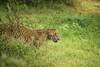 Yala Safari Camping