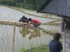 Hotel Tepi Sawah Lodge