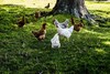High Season Farm